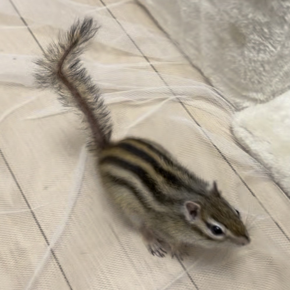 family-chipmunk-senpai-1
