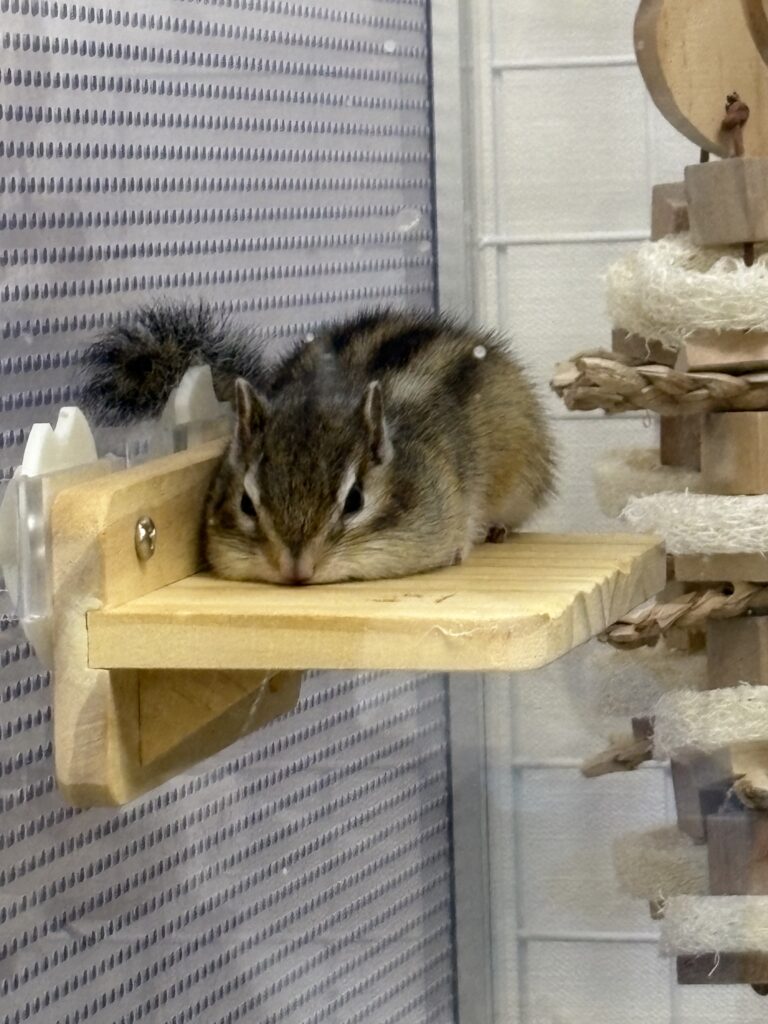family-chipmunk-senpai-4