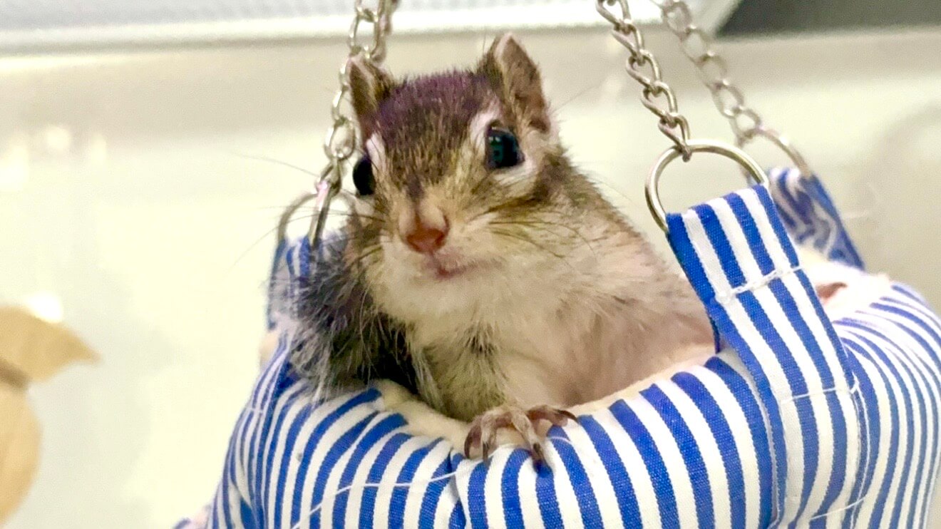 family-pet-chipmunk