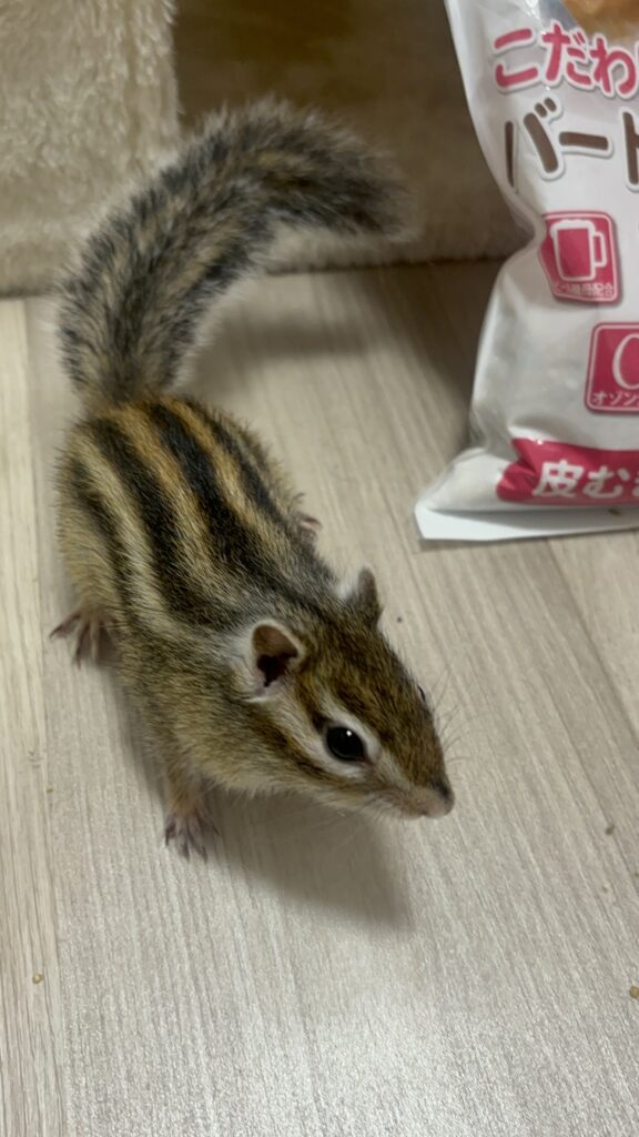 family-chipmunk-senpai-2